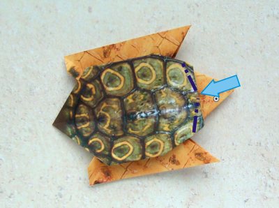 een origami schildpad van papier maken