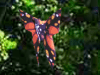 origami butterfly