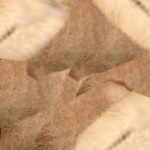 patroon voor een kameel van papier