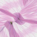 leuk roze motiefje van een bloem