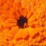 oranje patroon van een bloem