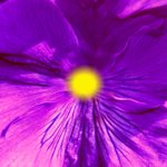 papier met print van een violet bloem