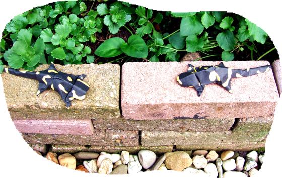 Origami Salamanders Origami Salamanders