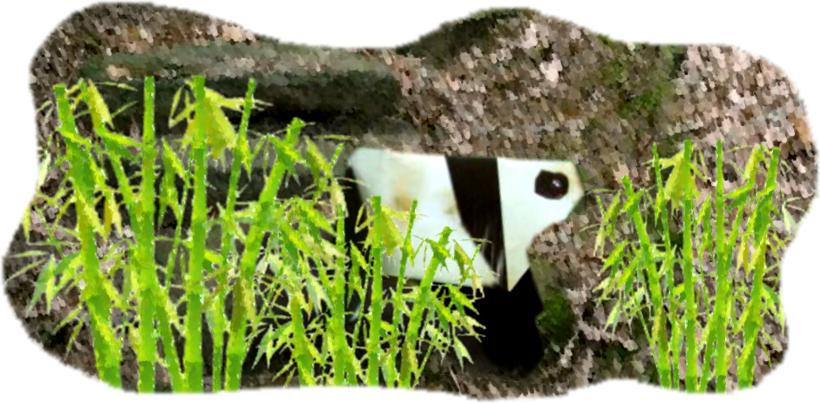 Panda Panda
