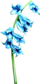 clipart van een bluebell bloem