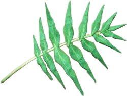 Blad van een varen Blad van een varen