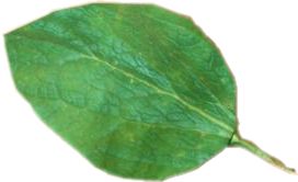 Leaf