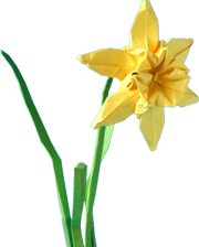 Origami Narcissus