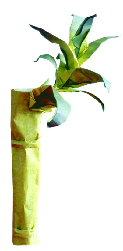 Origami bamboe Origami bamboe