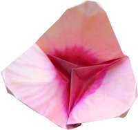 roze papieren bloem