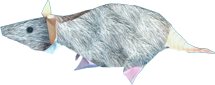 Origami Rat Origami Rat