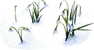 Origami Snowdrops