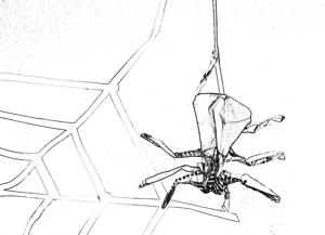 Spider and its web Spider and its web