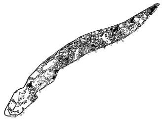 Snake coloring page Snake coloring page