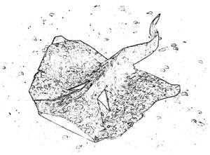 Stingray coloring picture Stingray coloring picture