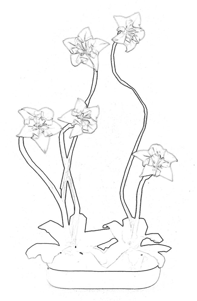 Bonsai Narcissus Colouring Picture