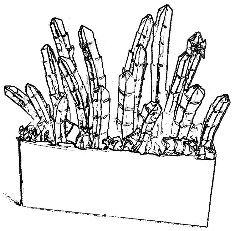 Cactus plant coloring picture