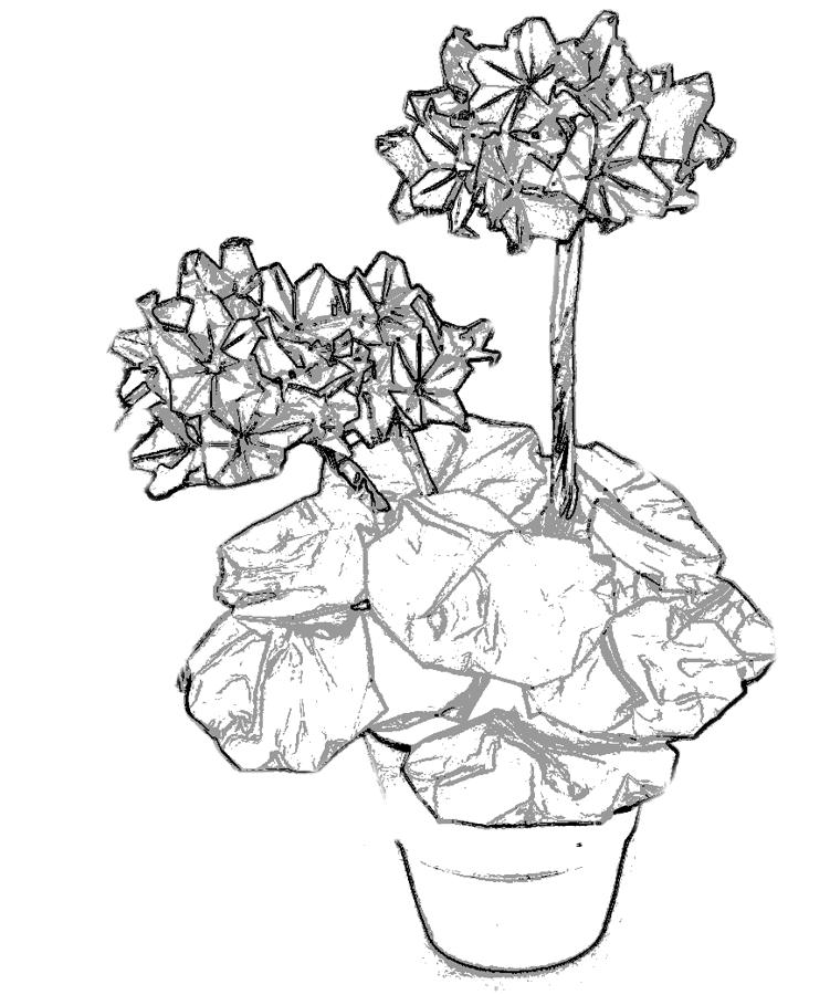 Geraniums