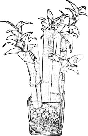 Bamboo plant Bamboo plant