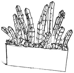 Cactus plant coloring picture