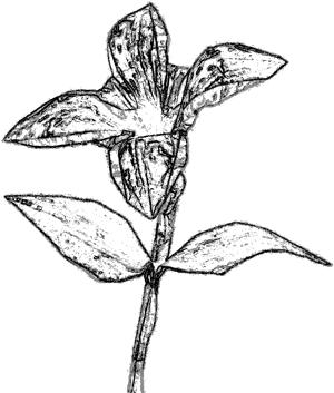 Orintal Lily