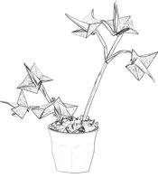Starflowers Starflowers