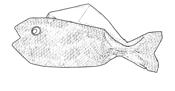 Fish coloring picture Fish coloring picture