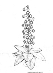 kleurplaat, origami digitalis (of vingerhoedskruid)