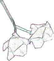 Flower coloring picture Flower coloring picture