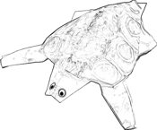 Turtle coloring picture