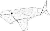 Whale coloring picture Whale coloring picture