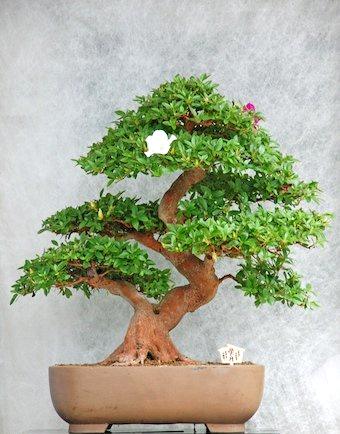 Bonsai Tree Bonsai Tree