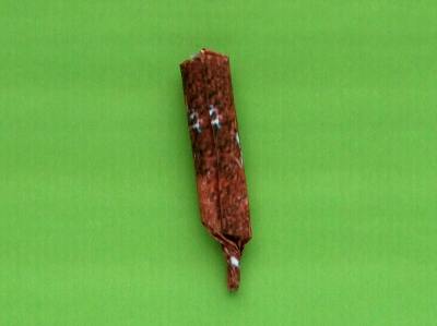 origami cattail origami cattail
