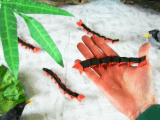 Centipede on a hand