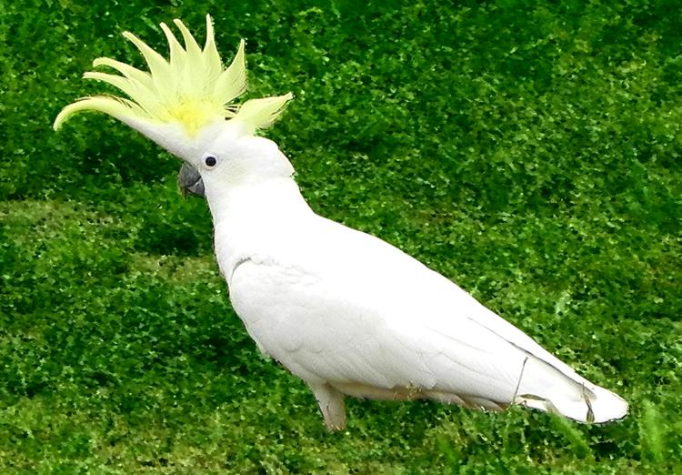 Cockatoo with yellow crest