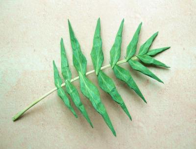 origami fern