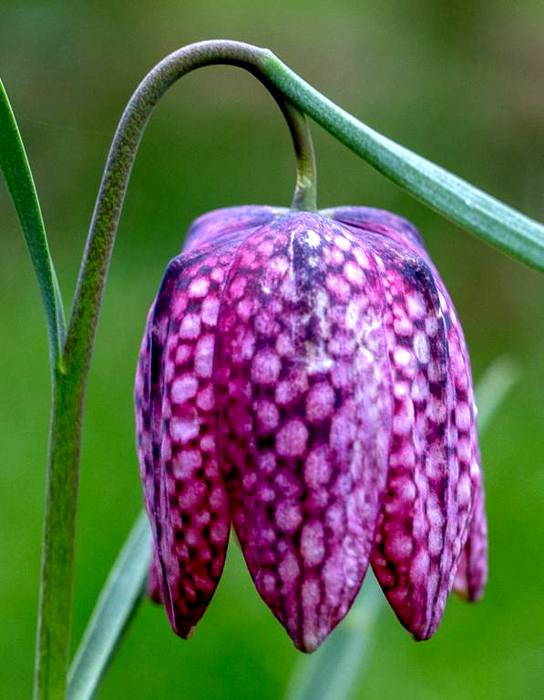 Fritillary flower