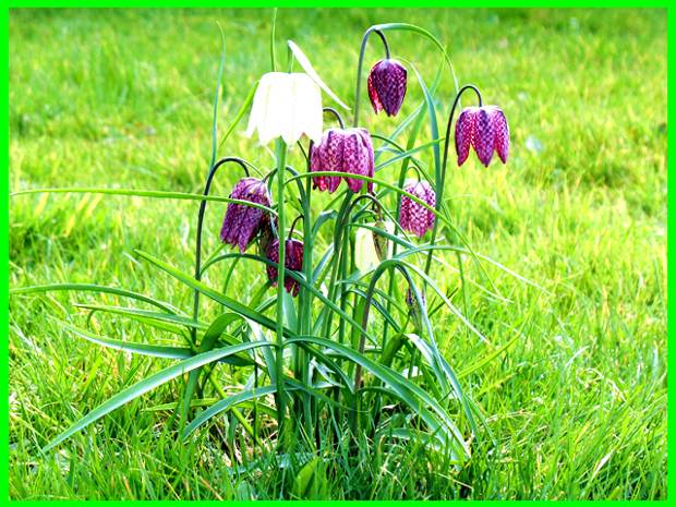 Fritillary flowers