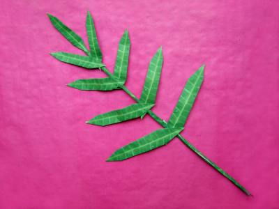 large leaf for making an origami houseplant large leaf for making an origami houseplant