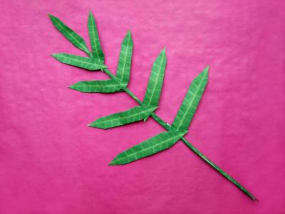 large leaf for making an origami houseplant