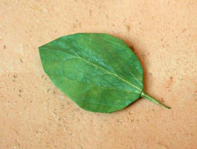 leaf of an origami foxglove