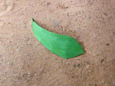 leaf of a tigerlily