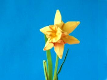 Origami Narcis