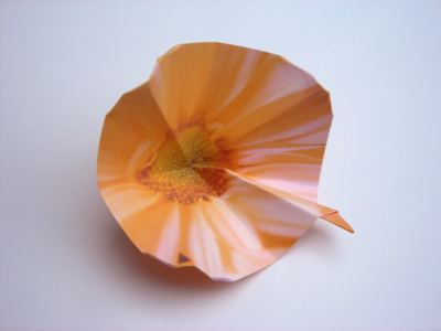 orange flower