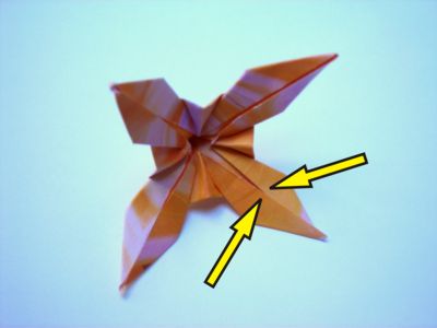 oranje bloemetje oranje bloemetje