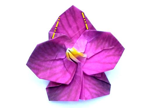 Fold an Origami Orchid Flower