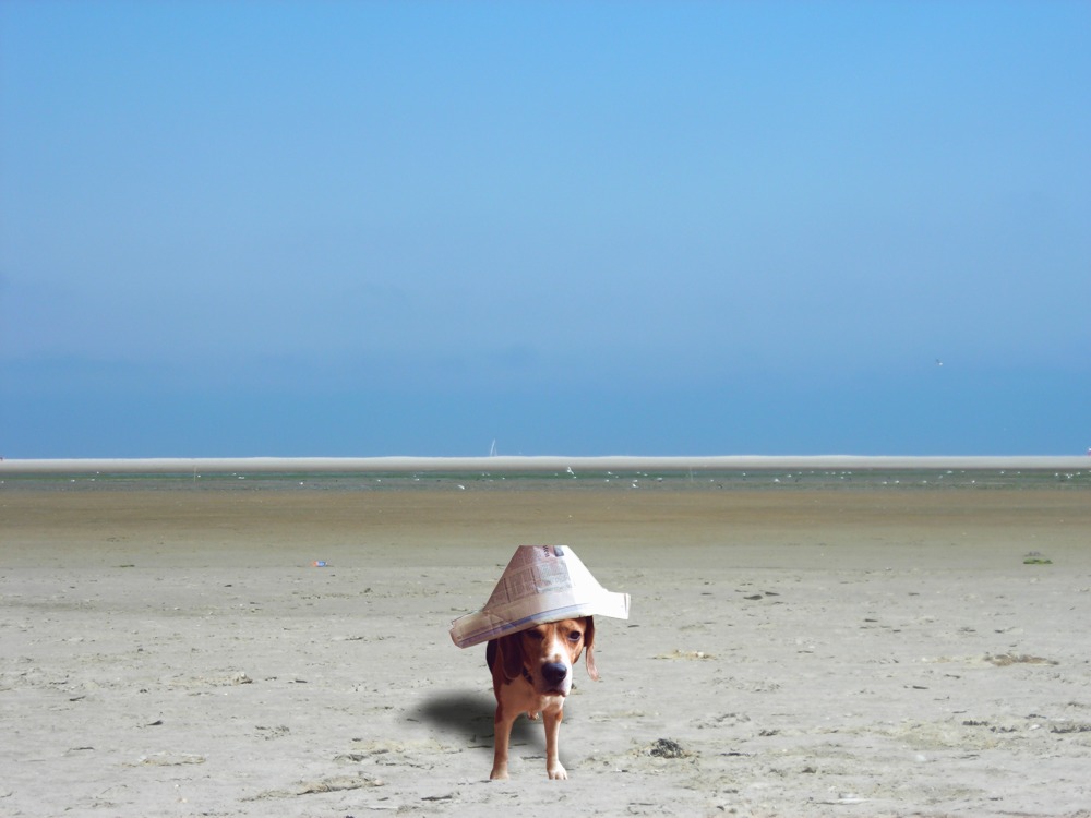 a dog with a paper hat on the beach a dog with a paper hat on the beach