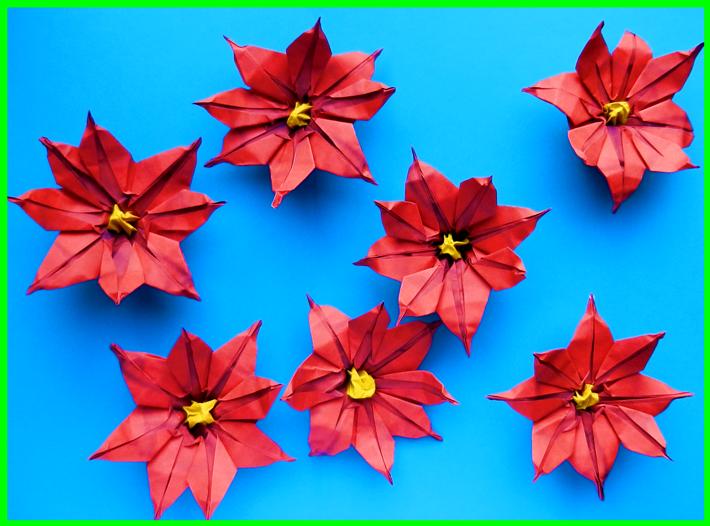 Origami Poinsettia flowers