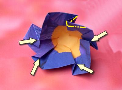 purple flower with 5 petals purple flower with 5 petals