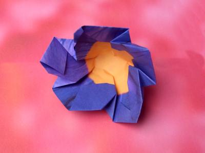 purple flower with 5 petals